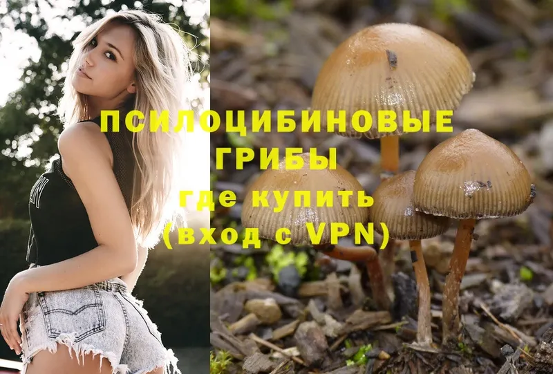 Псилоцибиновые грибы Psilocybe  Хотьково 